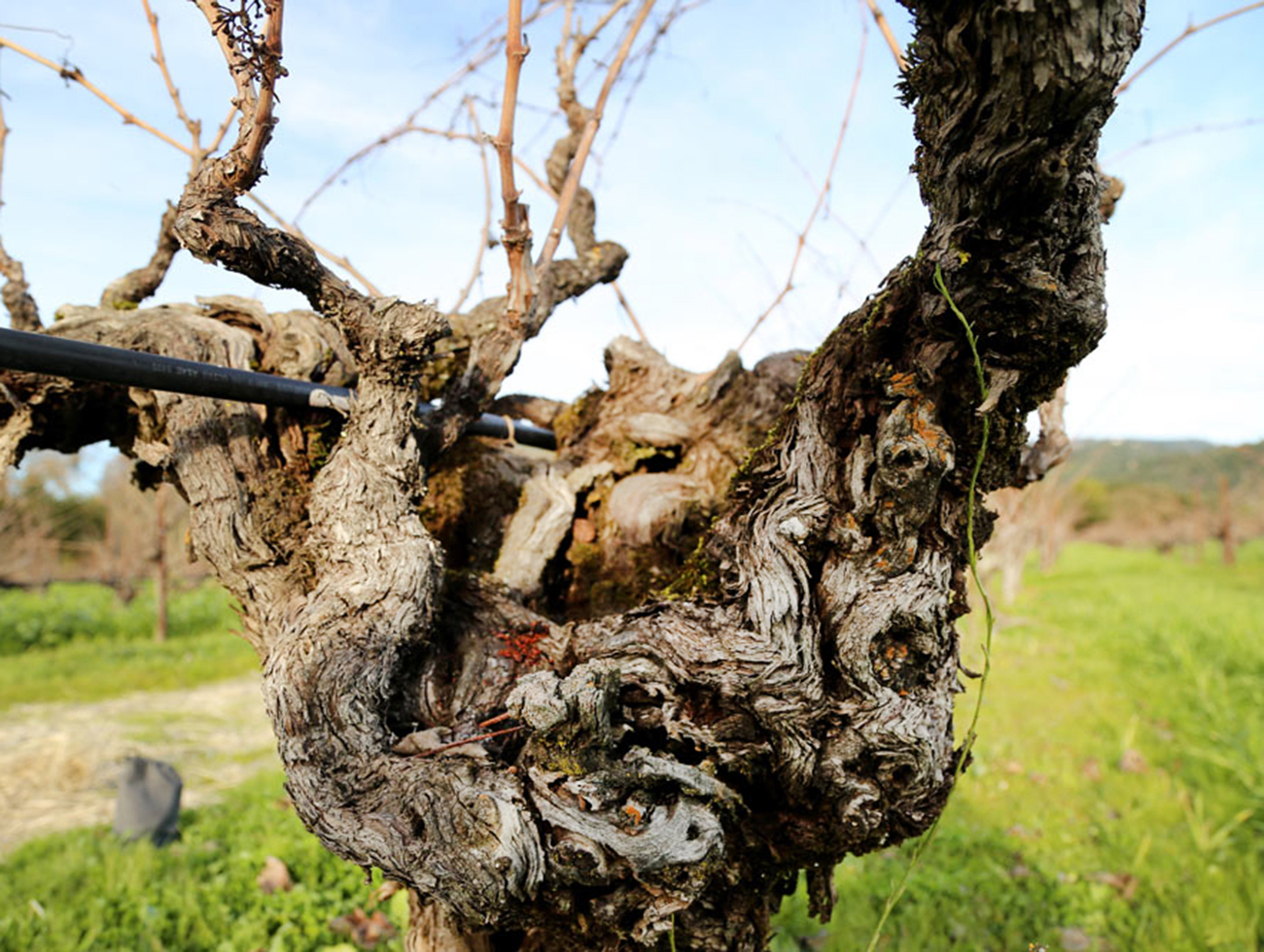 Bedrock Wine Co, Sonoma County-4