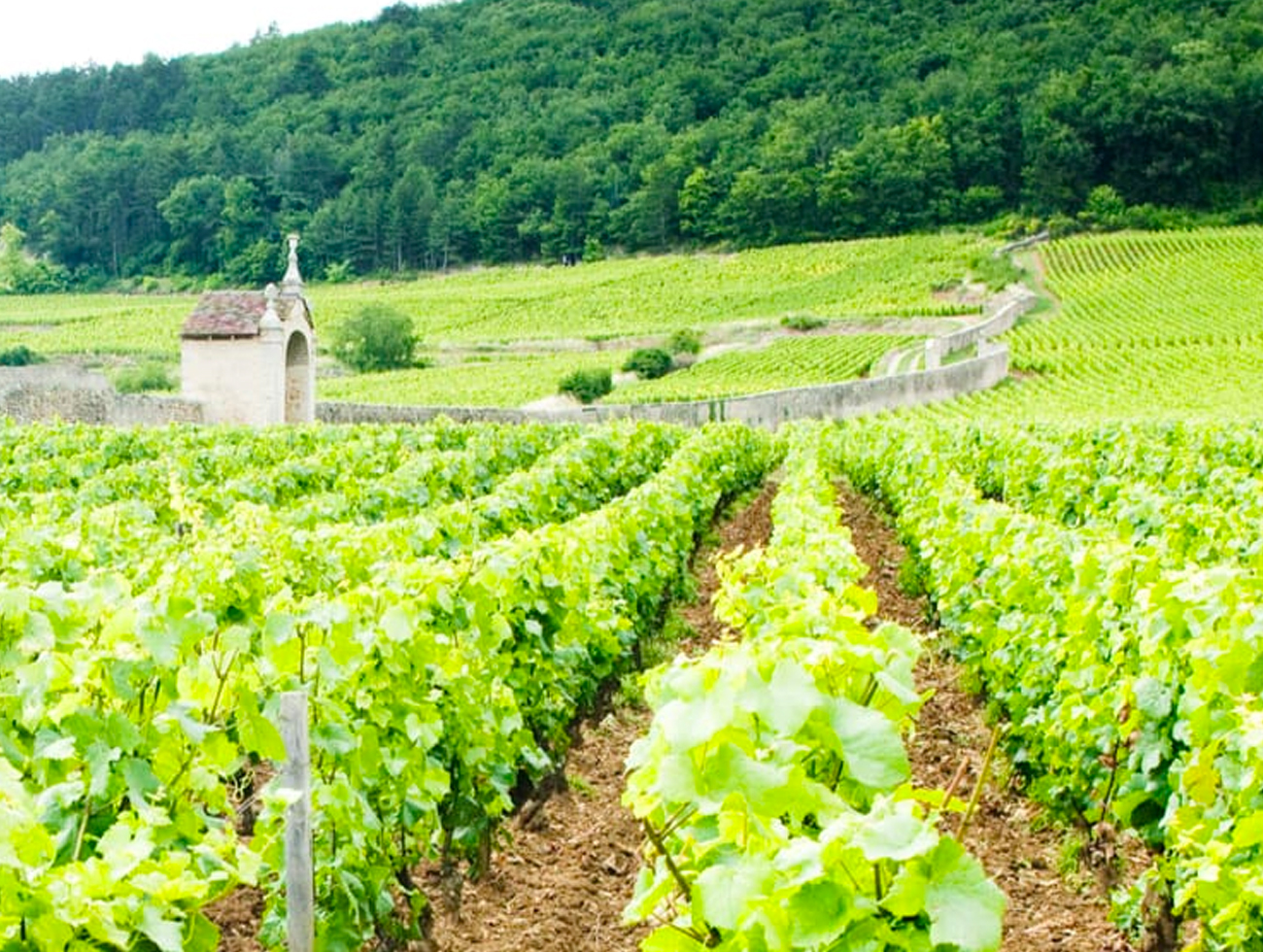 Domaine Ghislaine Barthod french Wines