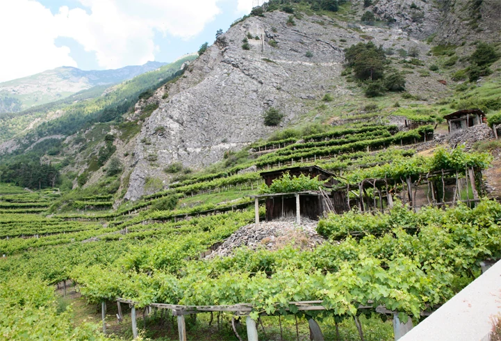 Ermes Pavese wine Valle d’ Aosta
